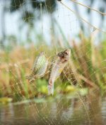 Exciting New Features Added to Green Way App – Aquaculture expense record, Family account sharing, Create Polls, and More!